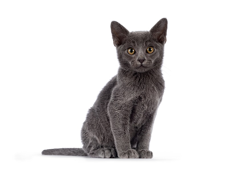 Not the Right Pet for Everyone?
